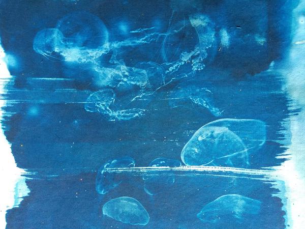 Cyanotype, depuis 2021 - 