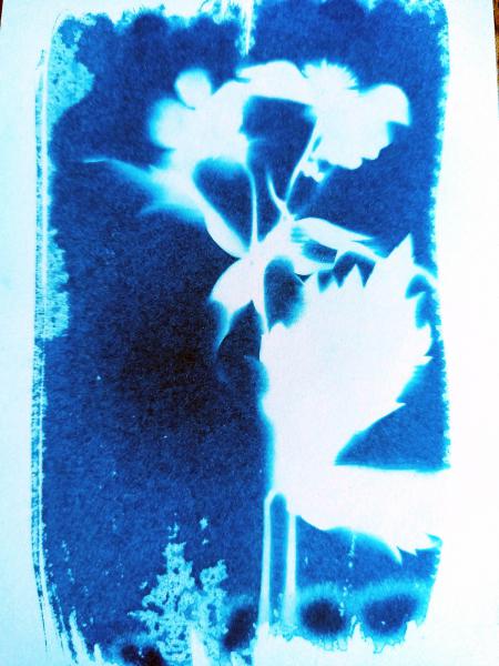 Cyanotype, depuis 2021 - 