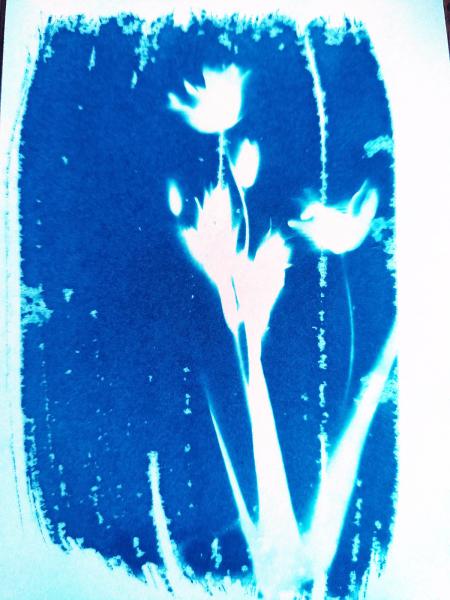 Cyanotype, depuis 2021 - 