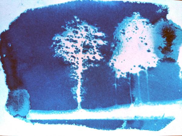 Cyanotype, depuis 2021 - 