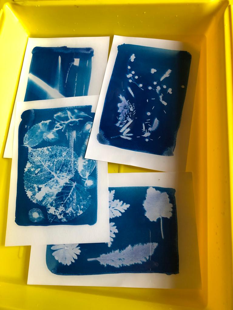 Cyanotype, depuis 2021 - 