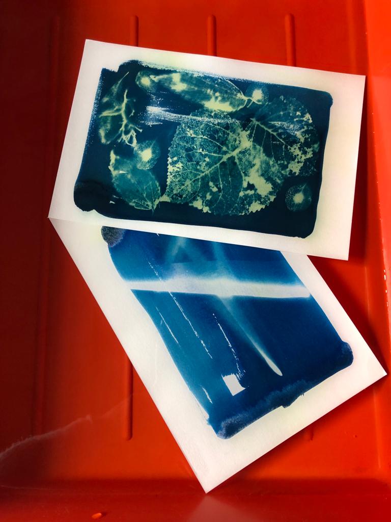 Cyanotype, depuis 2021 - 