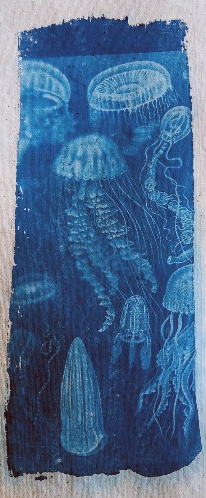 Cyanotype, depuis 2021 - 