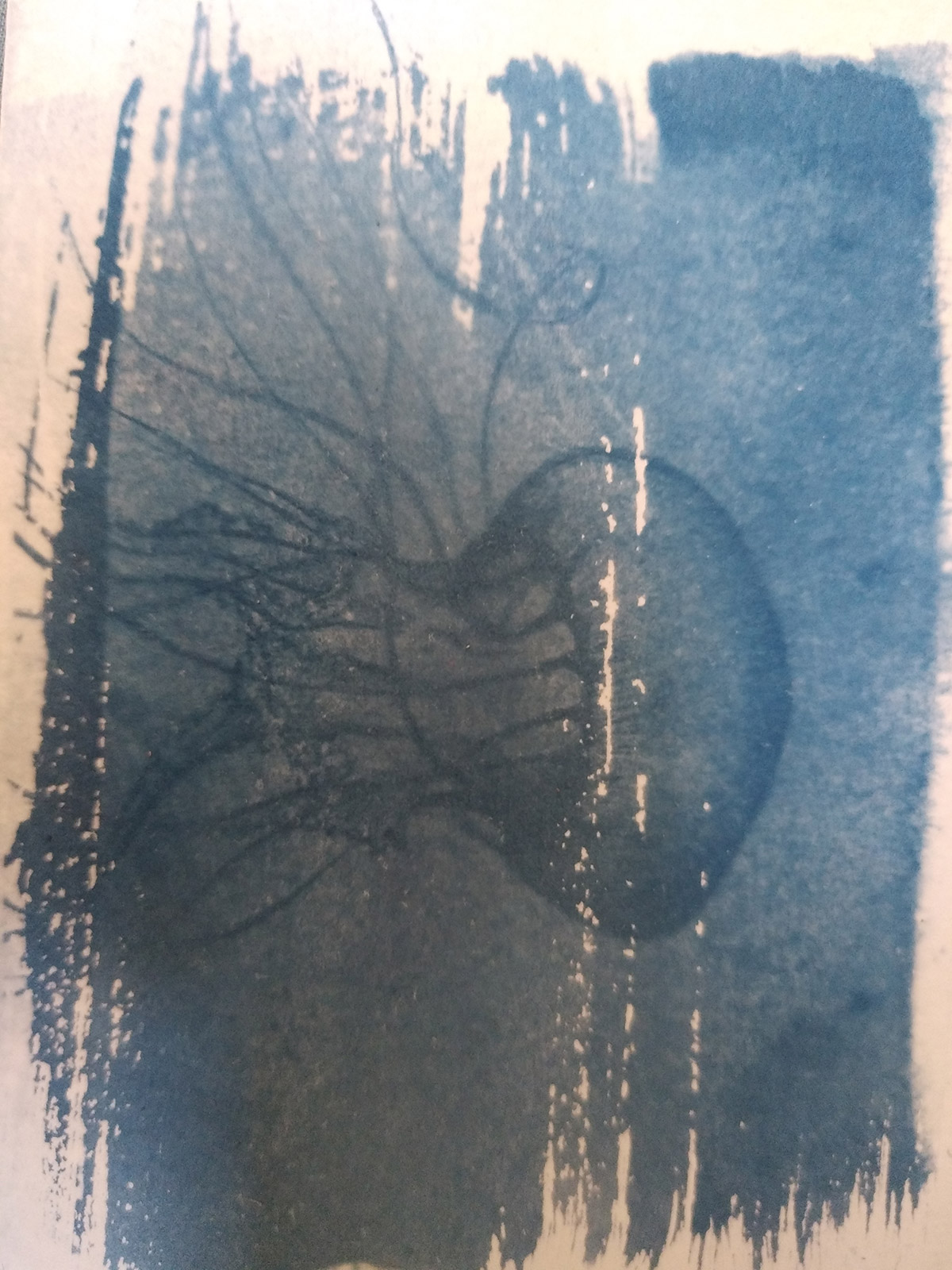Cyanotype, depuis 2021 - 