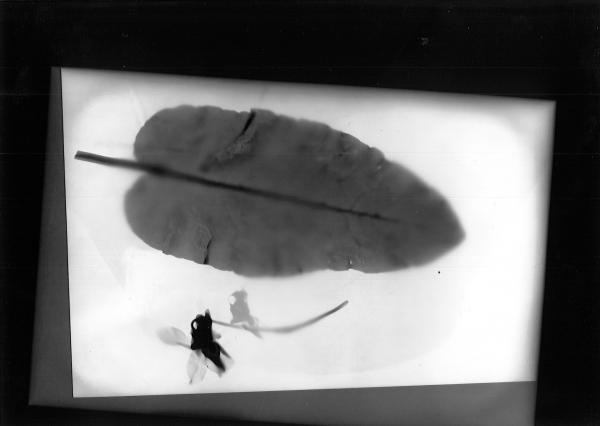 Rayogramme, 2019 - 