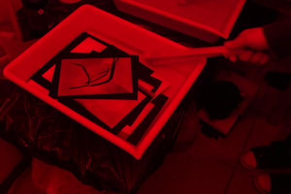 Rayogramme, 2019 - 