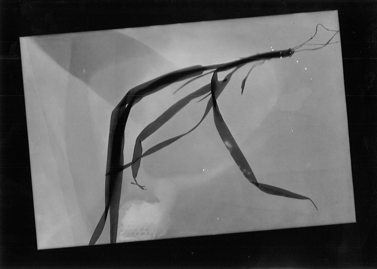 Rayogramme, 2019 - 