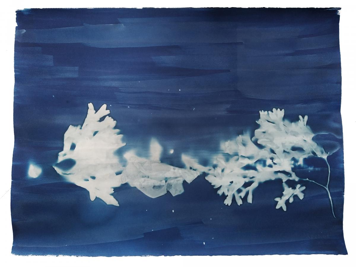 Mémoires, 2023 - Recherches en cyanotype