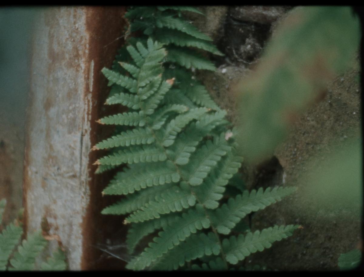 Habiter les fissures, 2025 - Court métrage, 22'Réalisée par Milena Desse / produit par Naoko Films