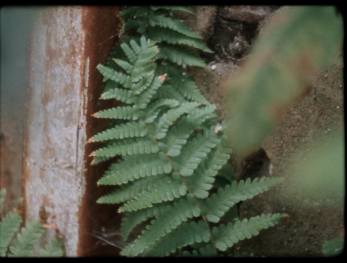 Habiter les fissures, 2025 - Court métrage, 22'Réalisée par Milena Desse / produit par Naoko Films