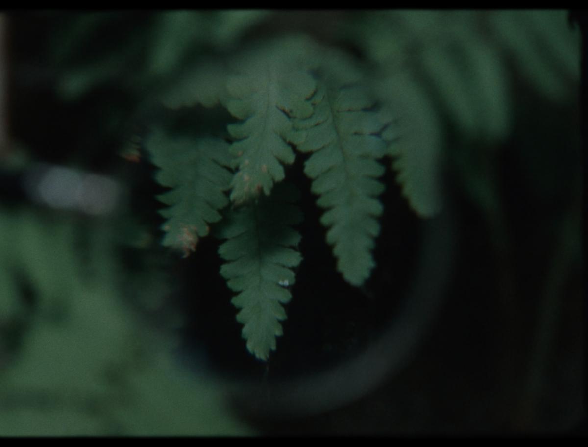 Habiter les fissures, 2025 - Court métrage, 22'Réalisée par Milena Desse / produit par Naoko Films