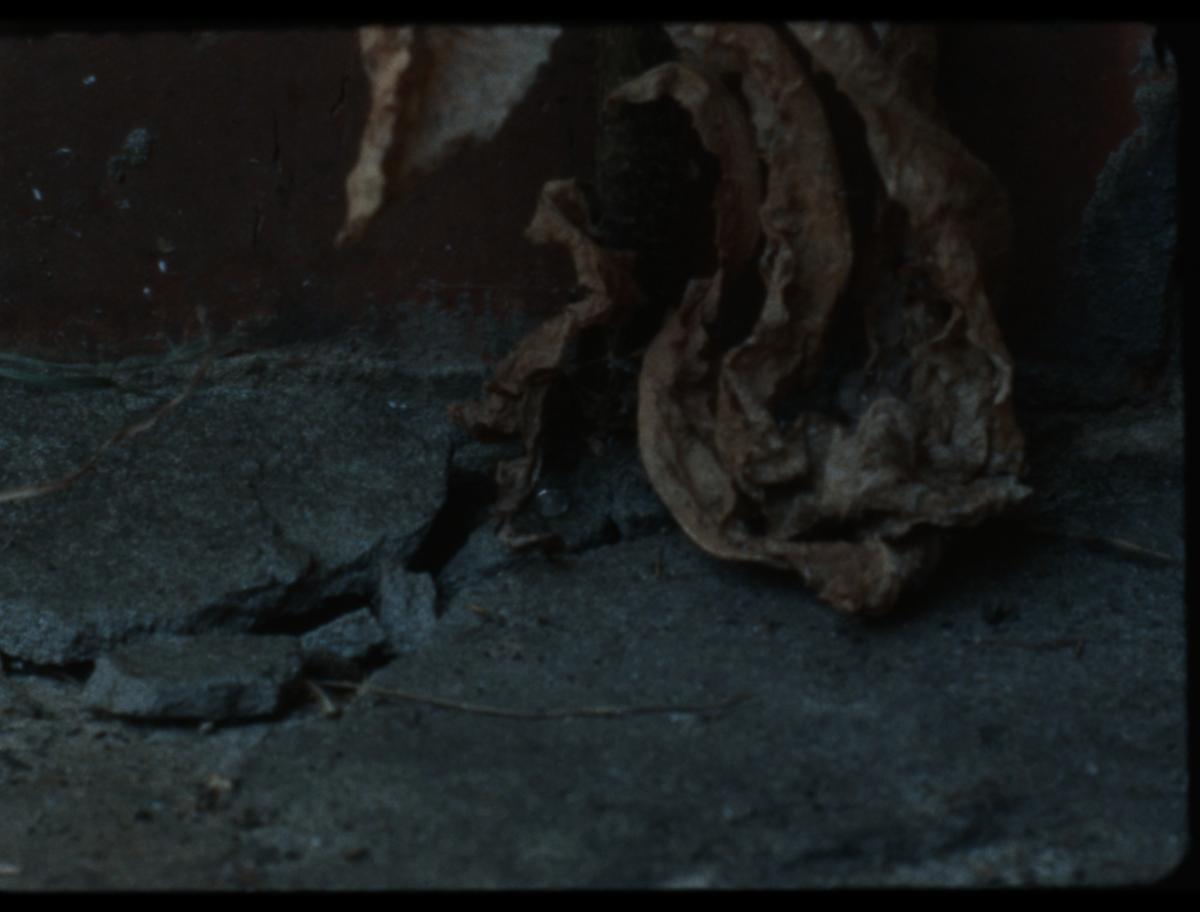Habiter les fissures, 2025 - Court métrage, 22'Réalisée par Milena Desse / produit par Naoko Films