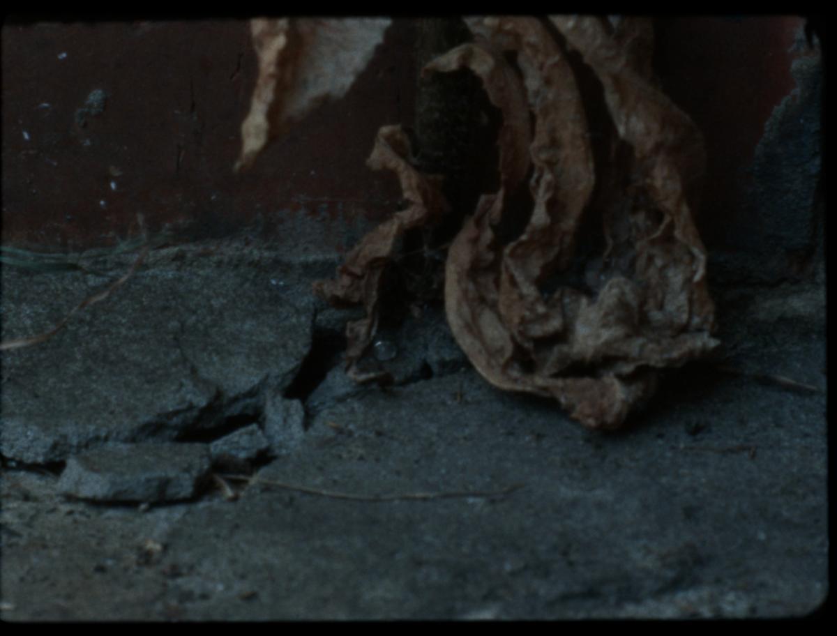 Habiter les fissures, 2025 - Court métrage, 22'Réalisée par Milena Desse / produit par Naoko Films